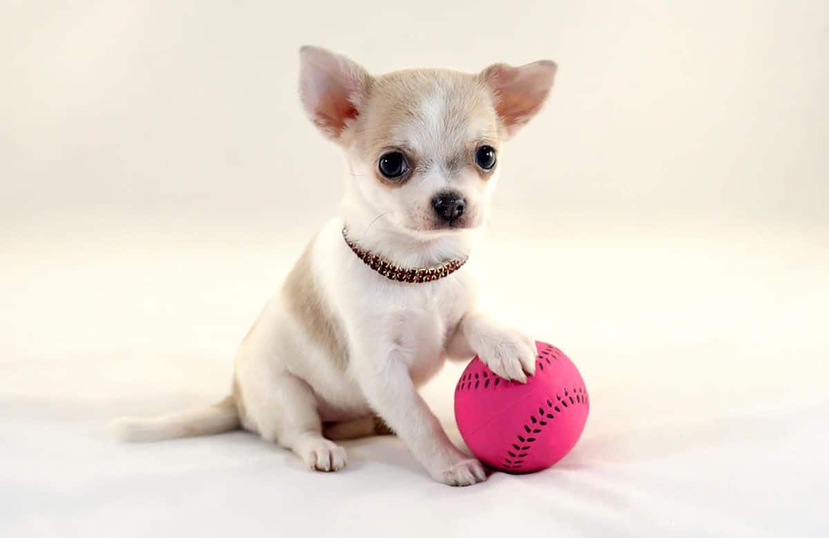 brown and white chihuahua on a white blanket with one paw on a pink ball