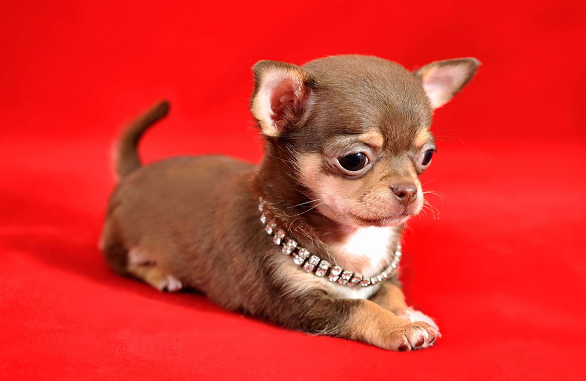 brown and white chihuahua puppy laying on a red surface wearing a shiny collar