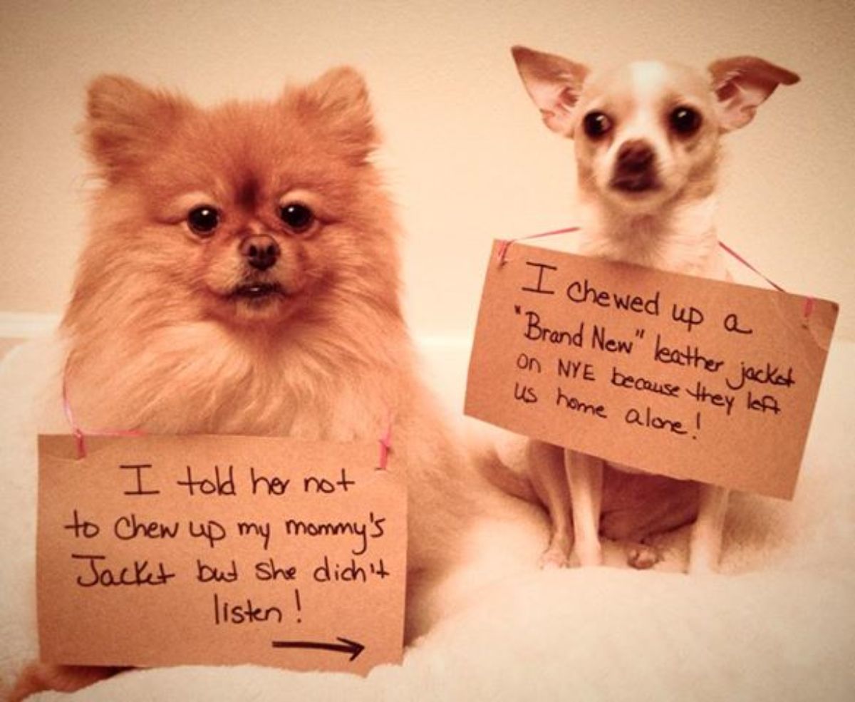 brown and white chihuahua with a sign saying it chewed up a new jackets and a brown pomeranian with a sign saying it said not to do it