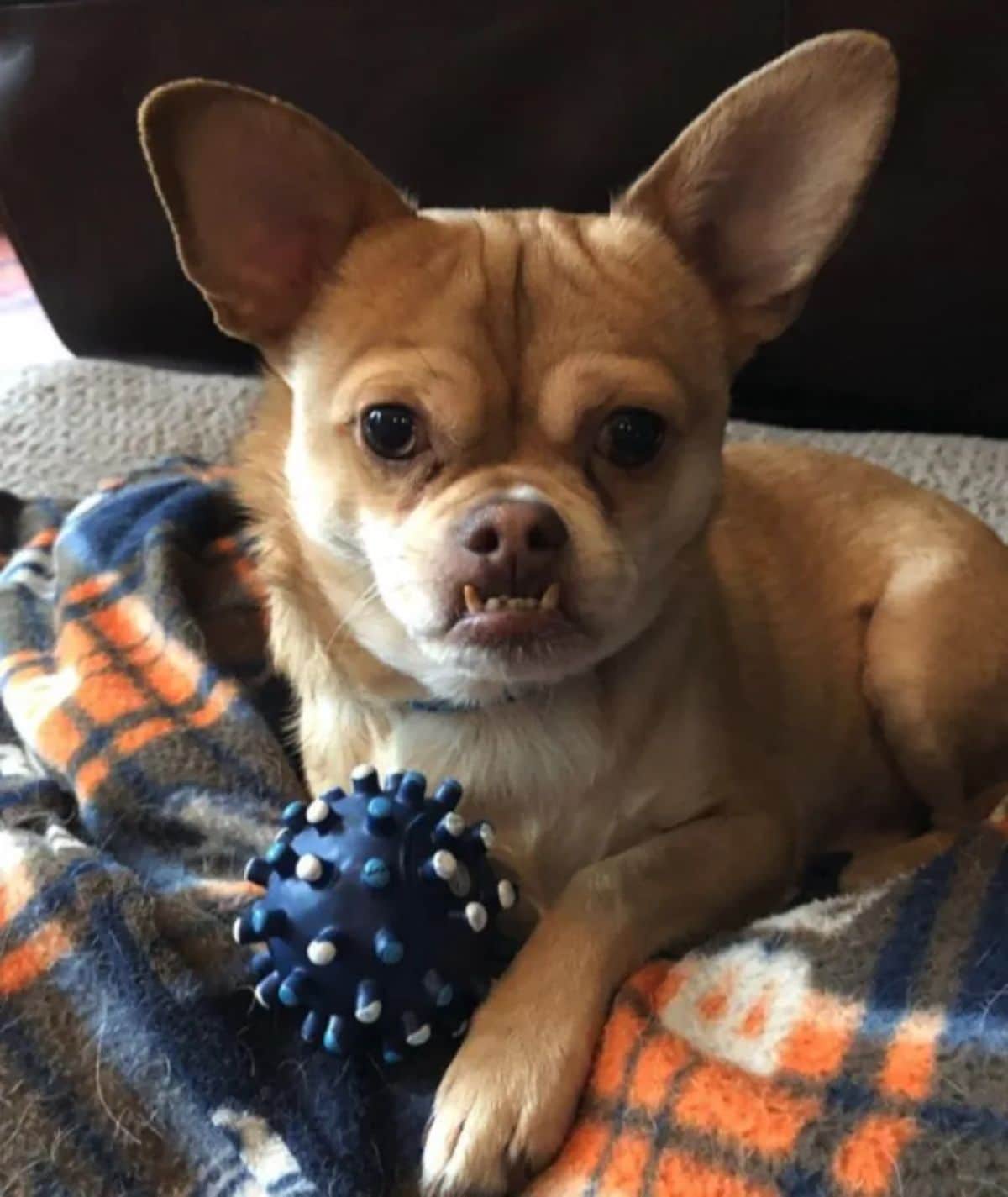 brown and white chihuahua with an underbite laying on blankets