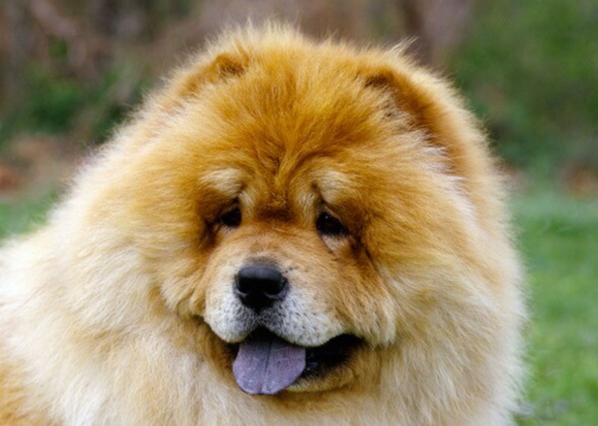 brown and white chow chow