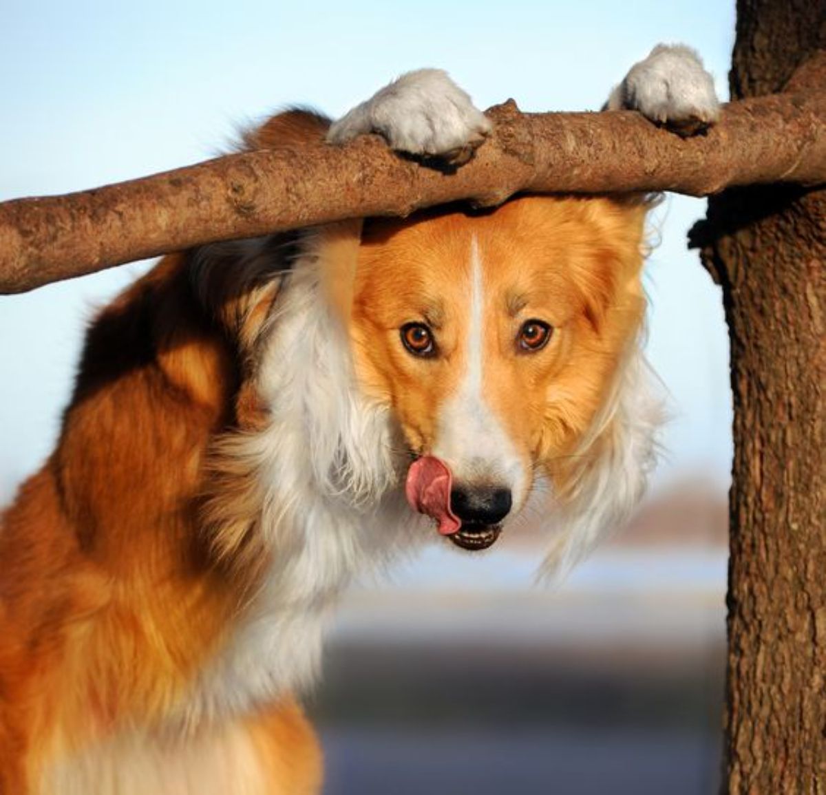 brown and white collie standing up with front paws on a high tree branch and peeking from under it