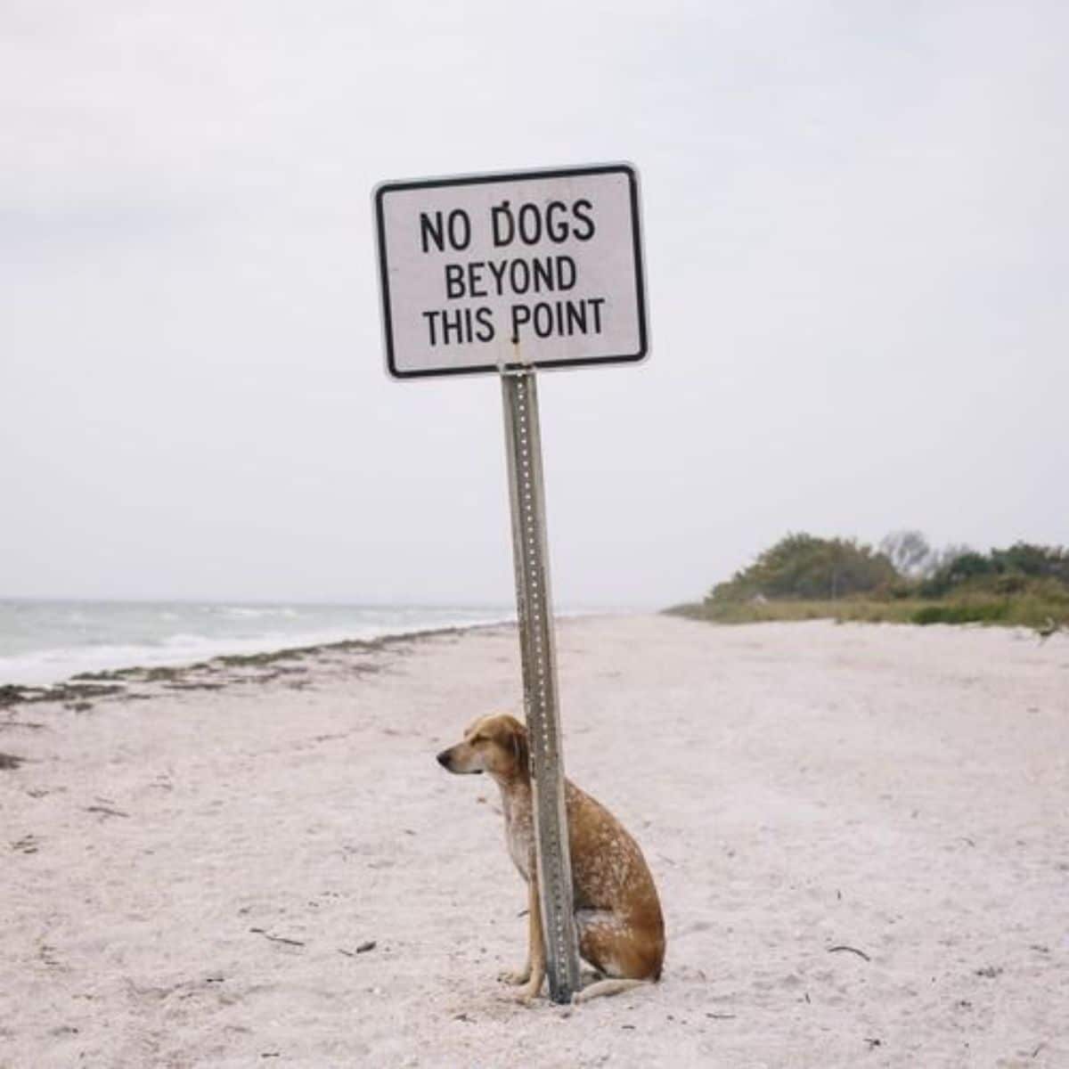 brown and white coonhound sitting on a beach by a NO DOGS BEYOND THIS POINT sign