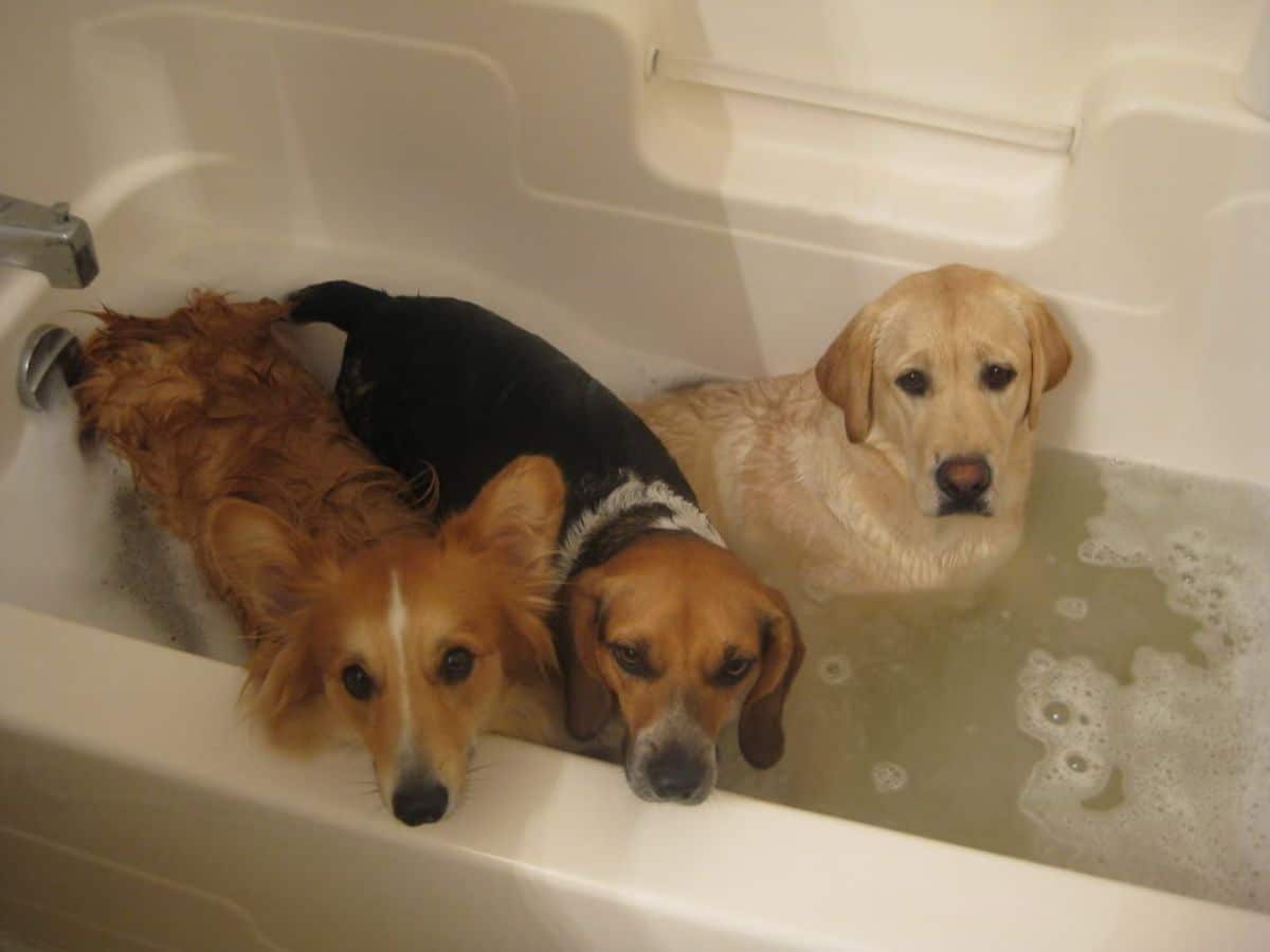 brown and white corgi, brown black and white corgi and yellow labrador retriever in a bathtub filled with water
