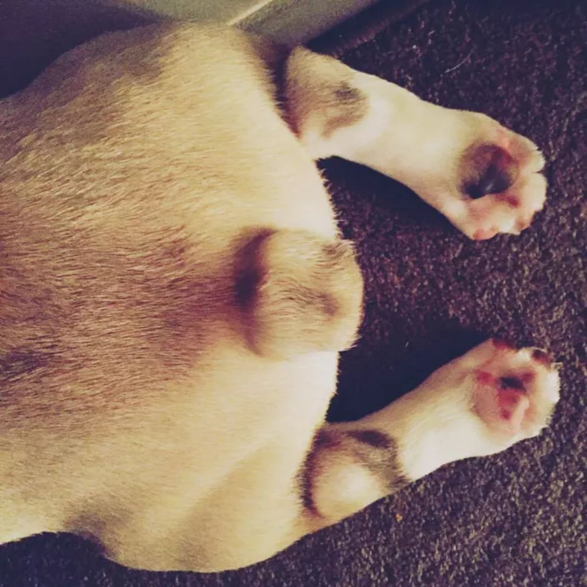 brown and white corgi butt and back legs