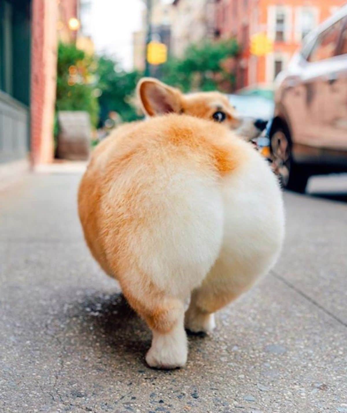 brown and white corgi dog photographed from the back
