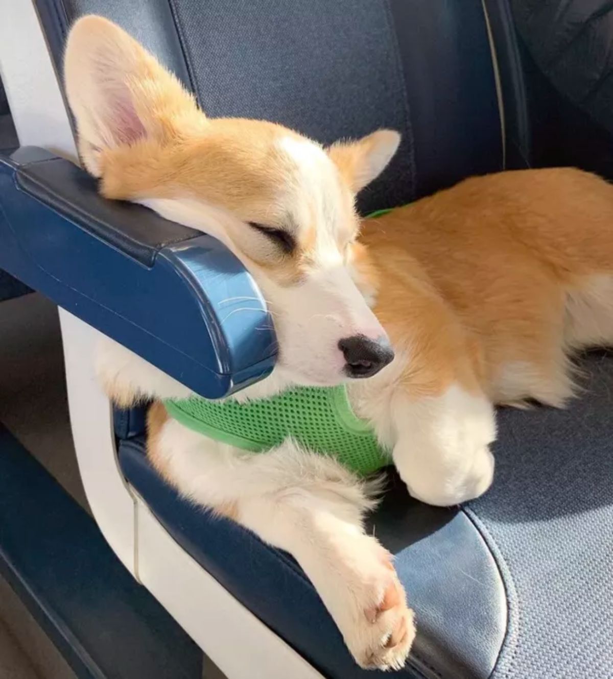 brown and white corgi in a green harnesss sleeping on a blue train seat