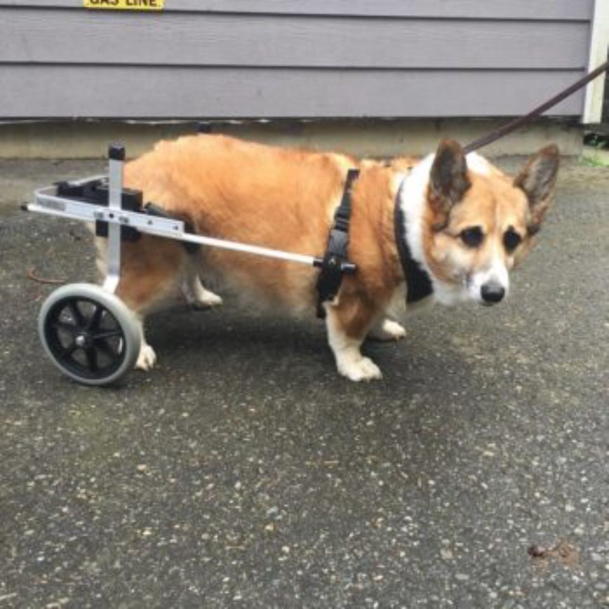 brown and white corgi in a wheelchair