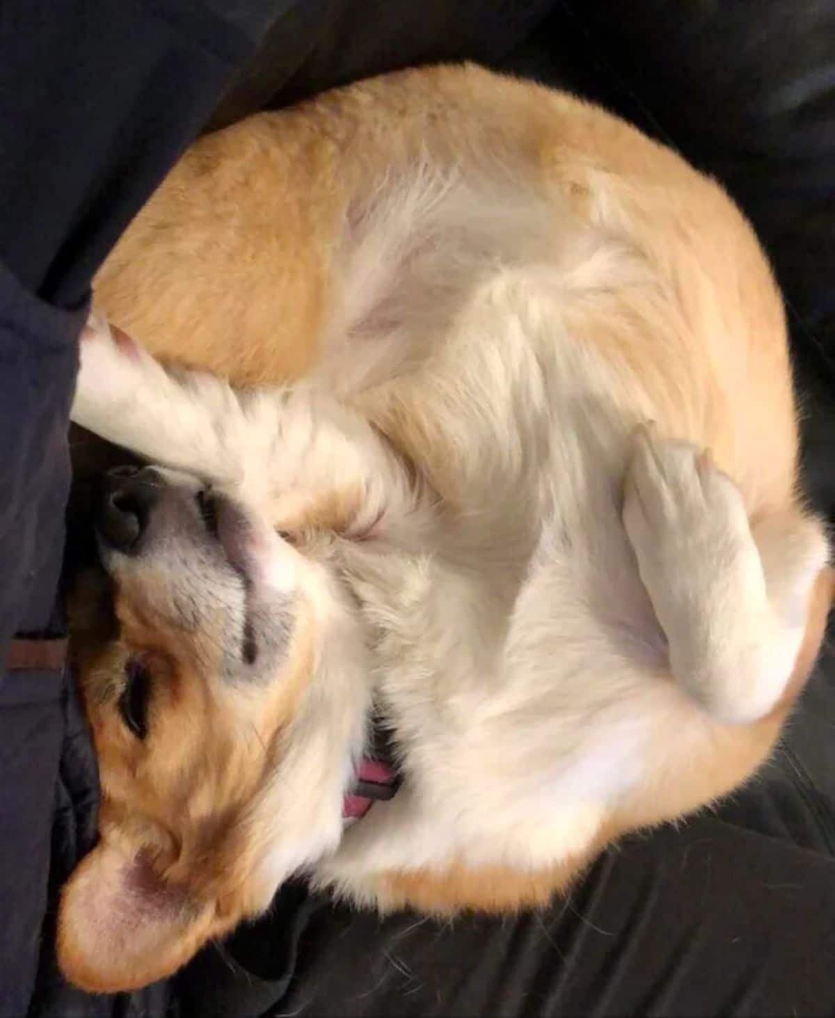 brown and white corgi laying belly up on a black sofa with a contorted body