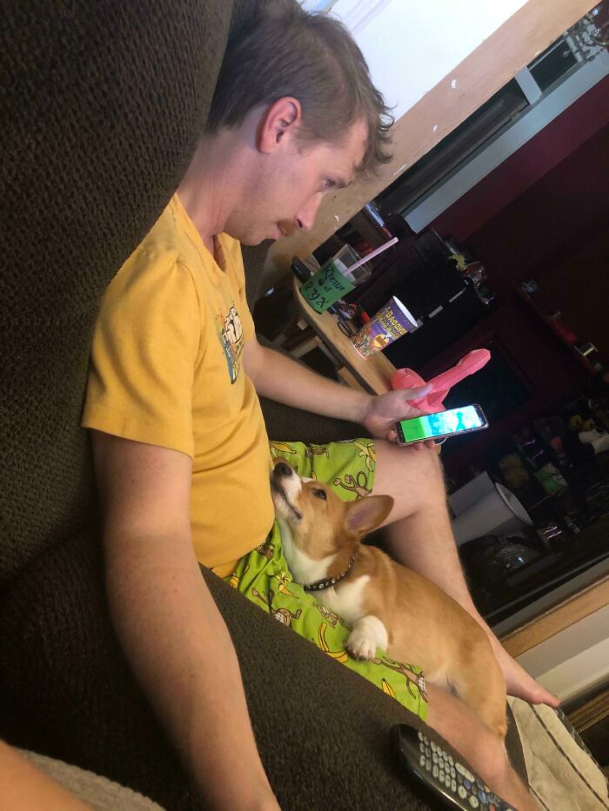 brown and white corgi laying on a man's lap and looking up lovingly at him