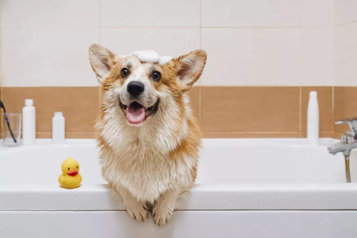brown and white corgi leaning over a bathtub with soap suds on the head and a rubber duck next to it