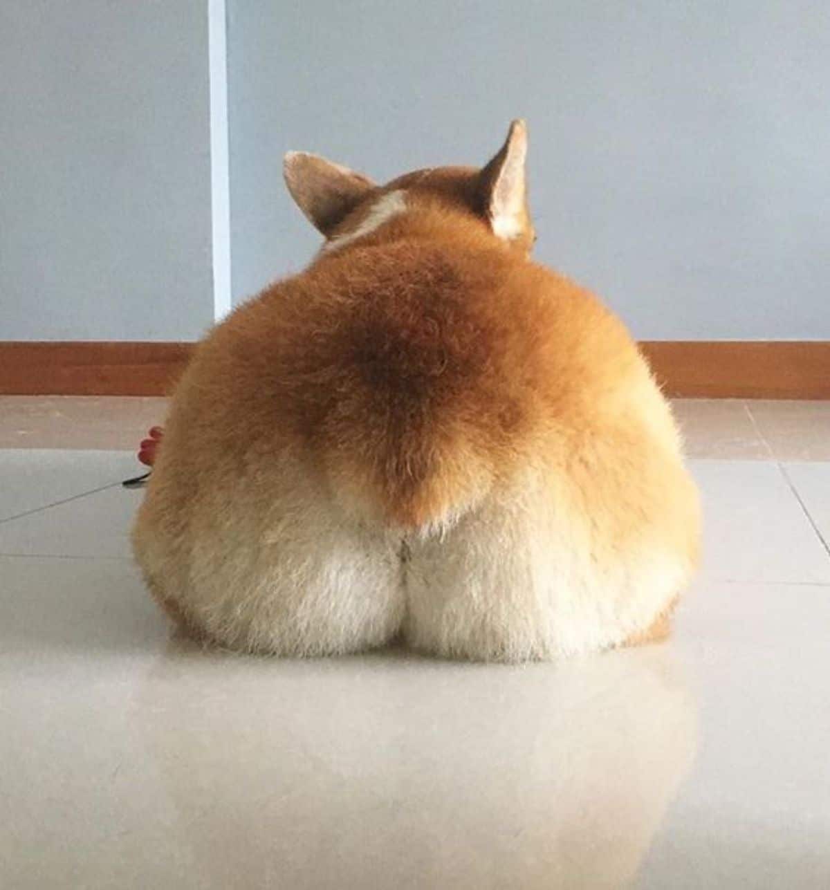 brown and white corgi photographed from behind