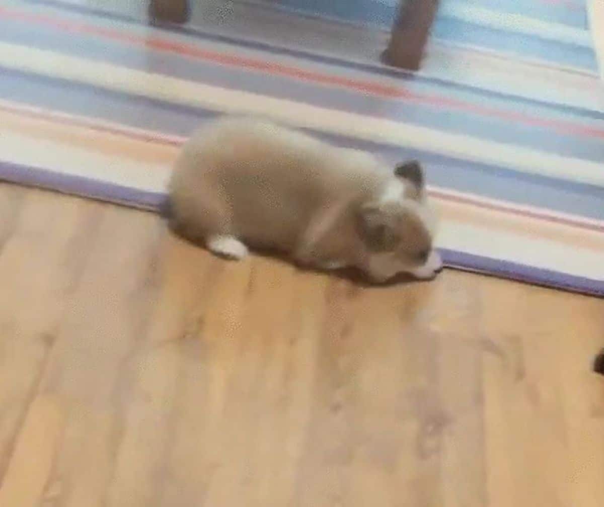 brown and white corgi puppy laying on the floor