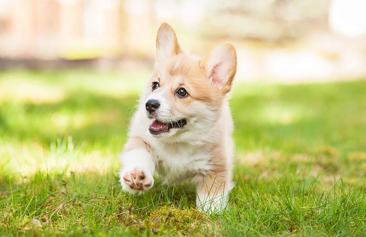 brown and white corgi puppy running on grass