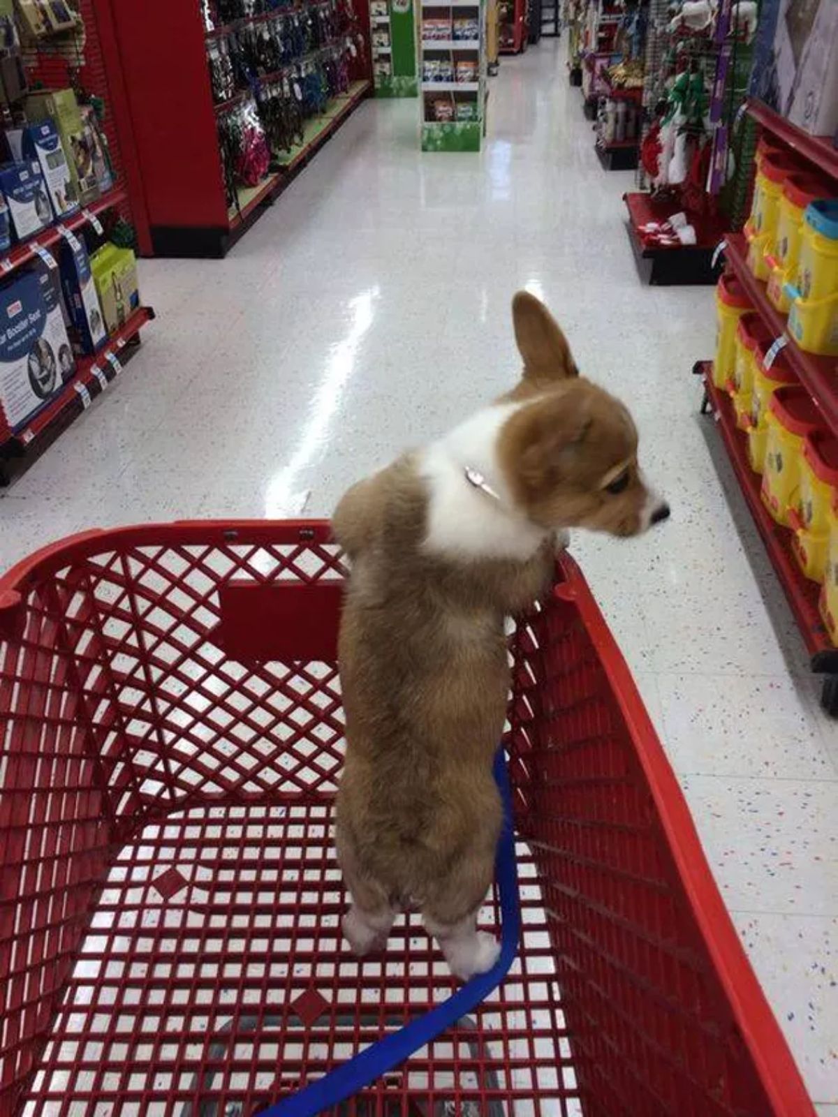 brown and white corgi puppy standing on hind legs in a red trolley inside a store