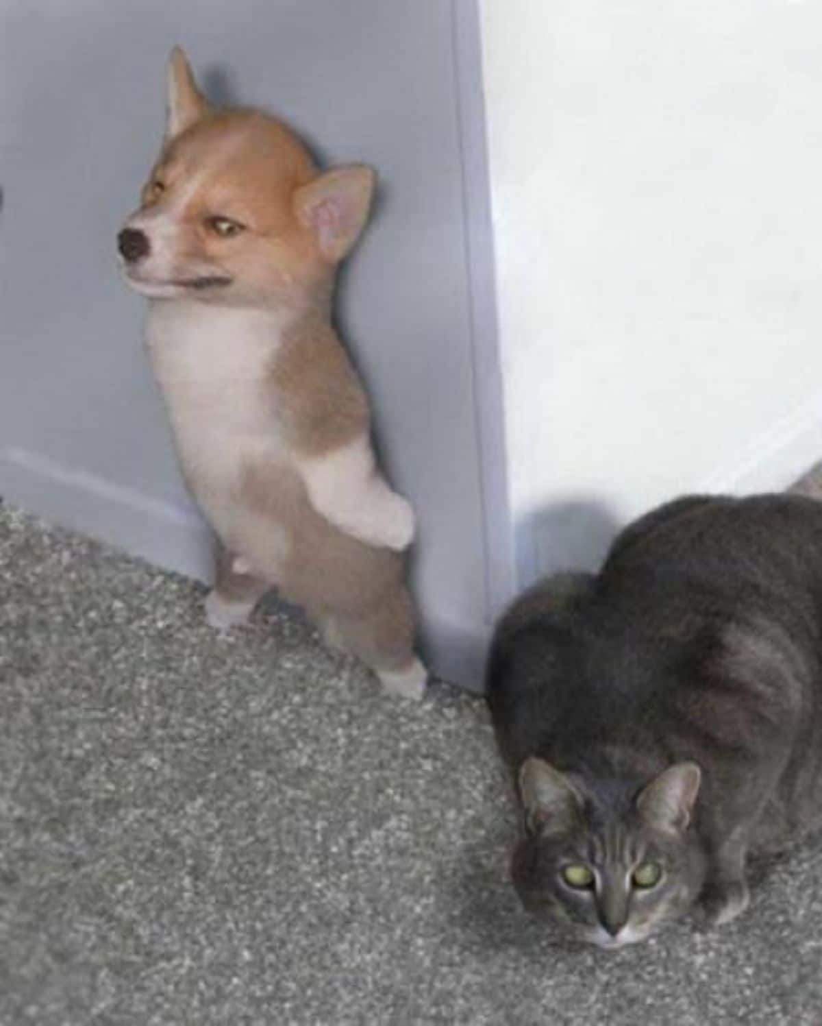 brown and white corgi puppy standing on hind legs with a sneaky look directed at a grey tabby cat next to it