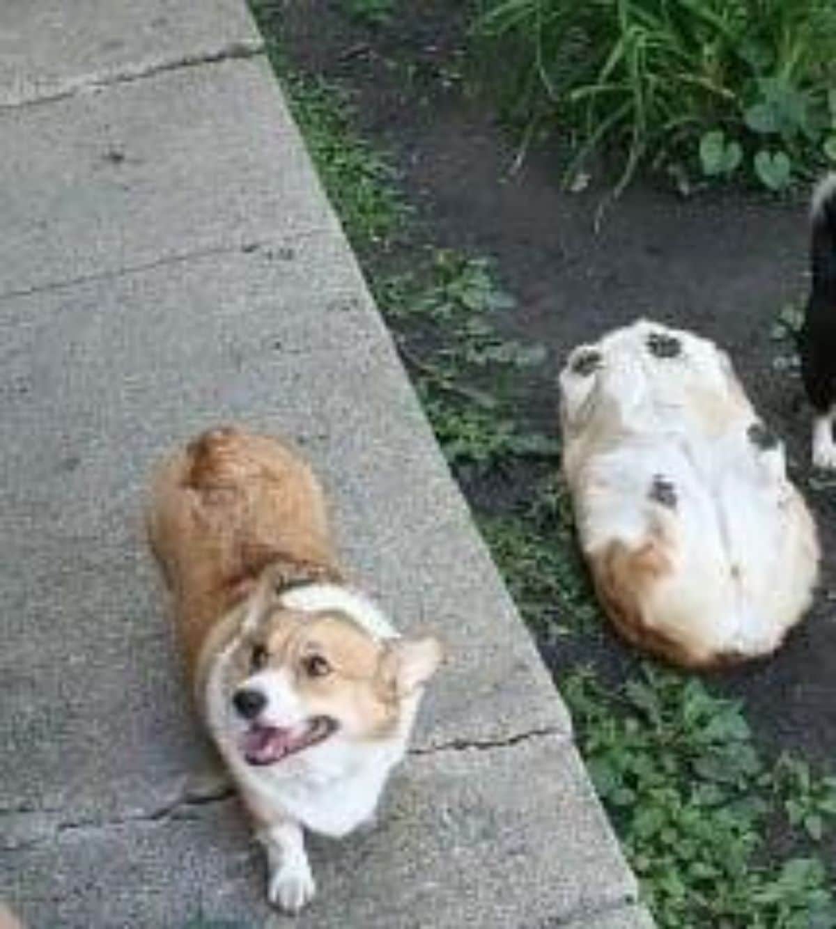 brown and white corgi walking on the pavement and another laying belly up on soil