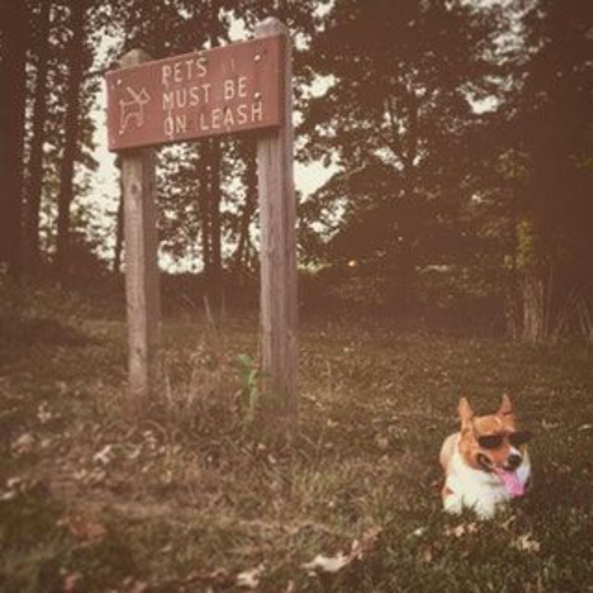 brown and white corgi wearing black sunglasses laying on the ground of a forest next to a PETS MUST BE ON A LEASH sign
