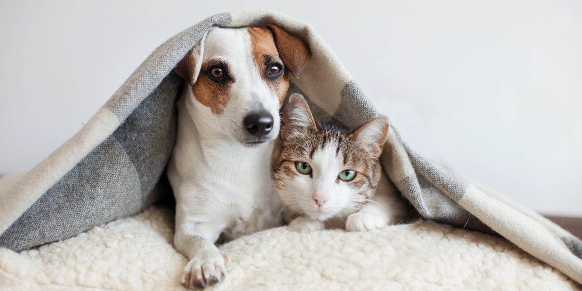 brown and white dog and brown and white tabby cat laying on a fluffy white surface under a black and white blanket
