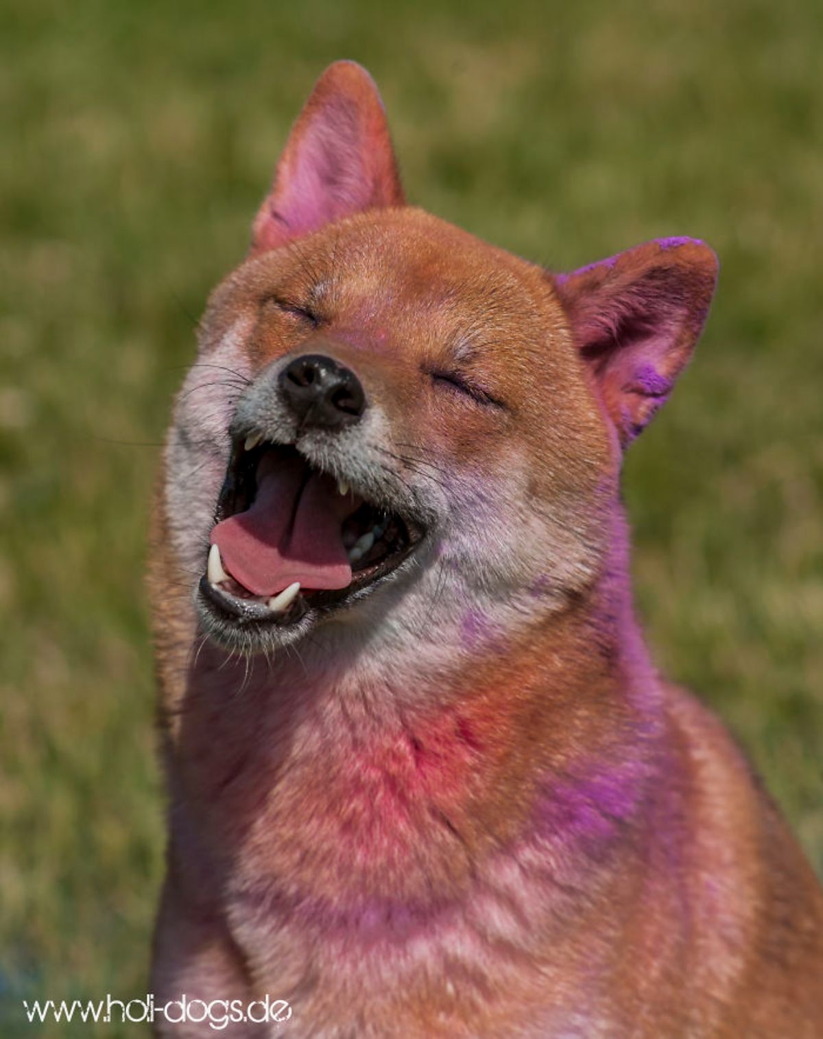 brown and white dog covered in pink chalk and having the mouth open and eyes closed