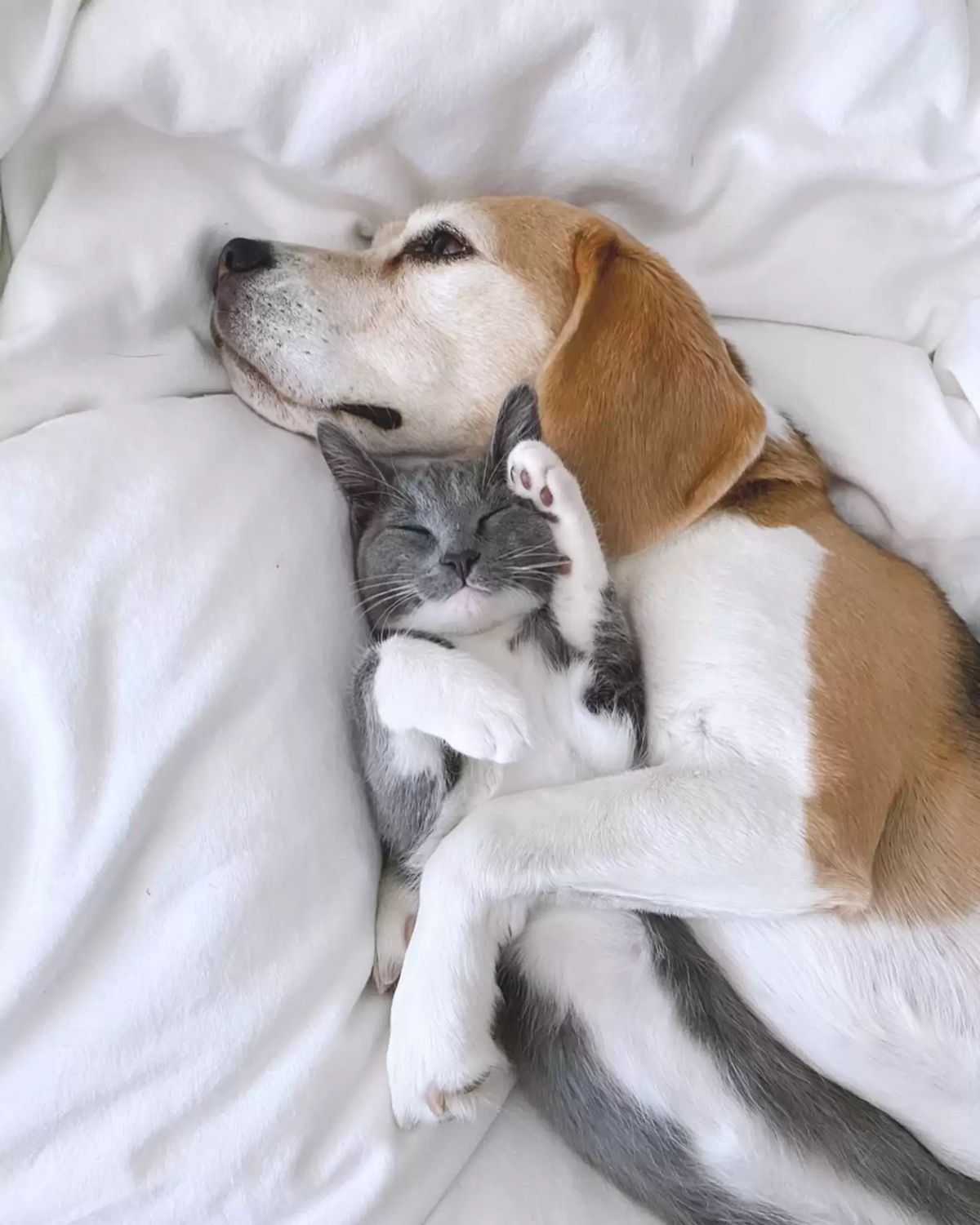 brown and white dog cuddling a grey and white kitten sleeping belly up