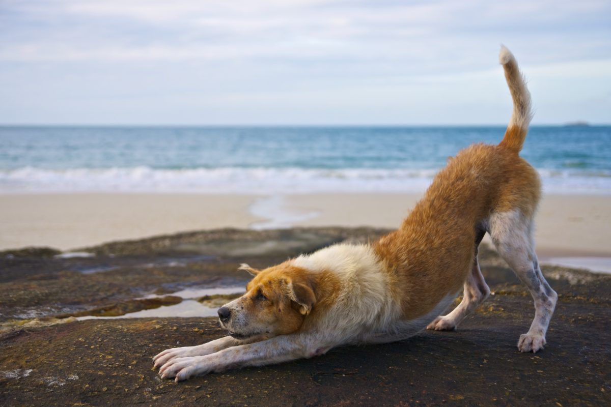 brown and white dog doing a downward yoga pose on a rock by water