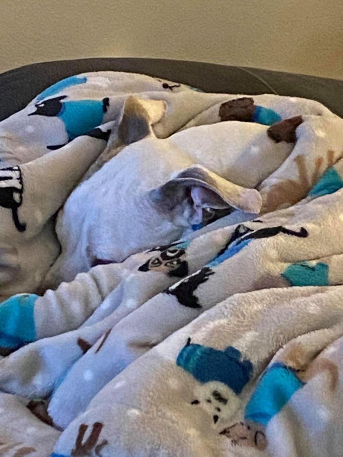 brown and white dog hiding between a white black and blue blanket