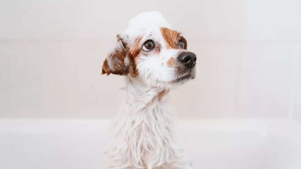 brown and white dog in a bathtub with soap suds on the head