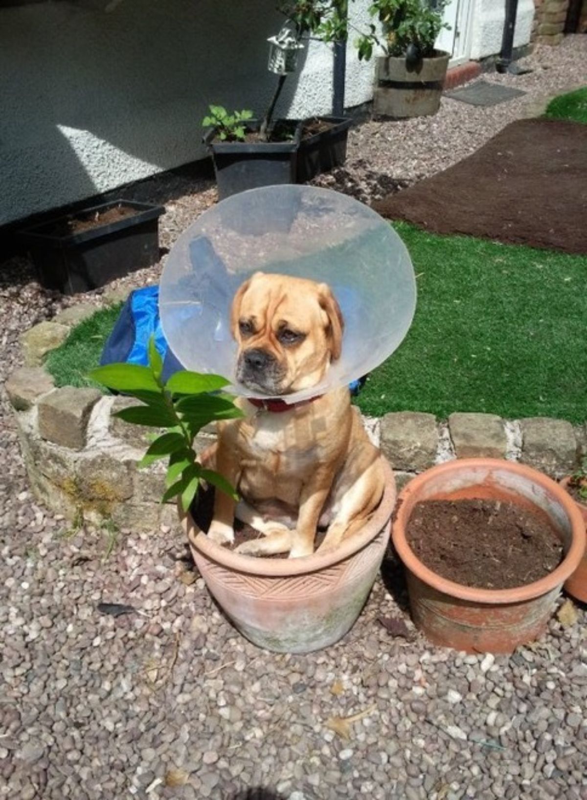 brown and white dog in a plastic cone sitting in a brown pot with a plant in it