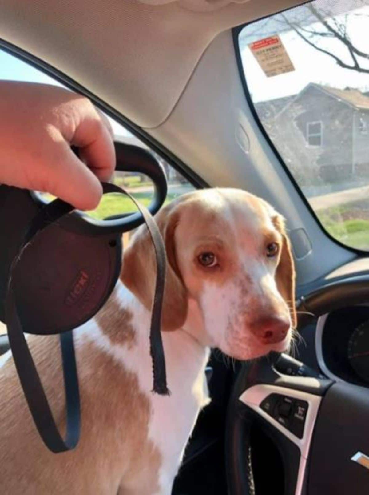 brown and white dog inside a car with someone holding up a broken set of headphones