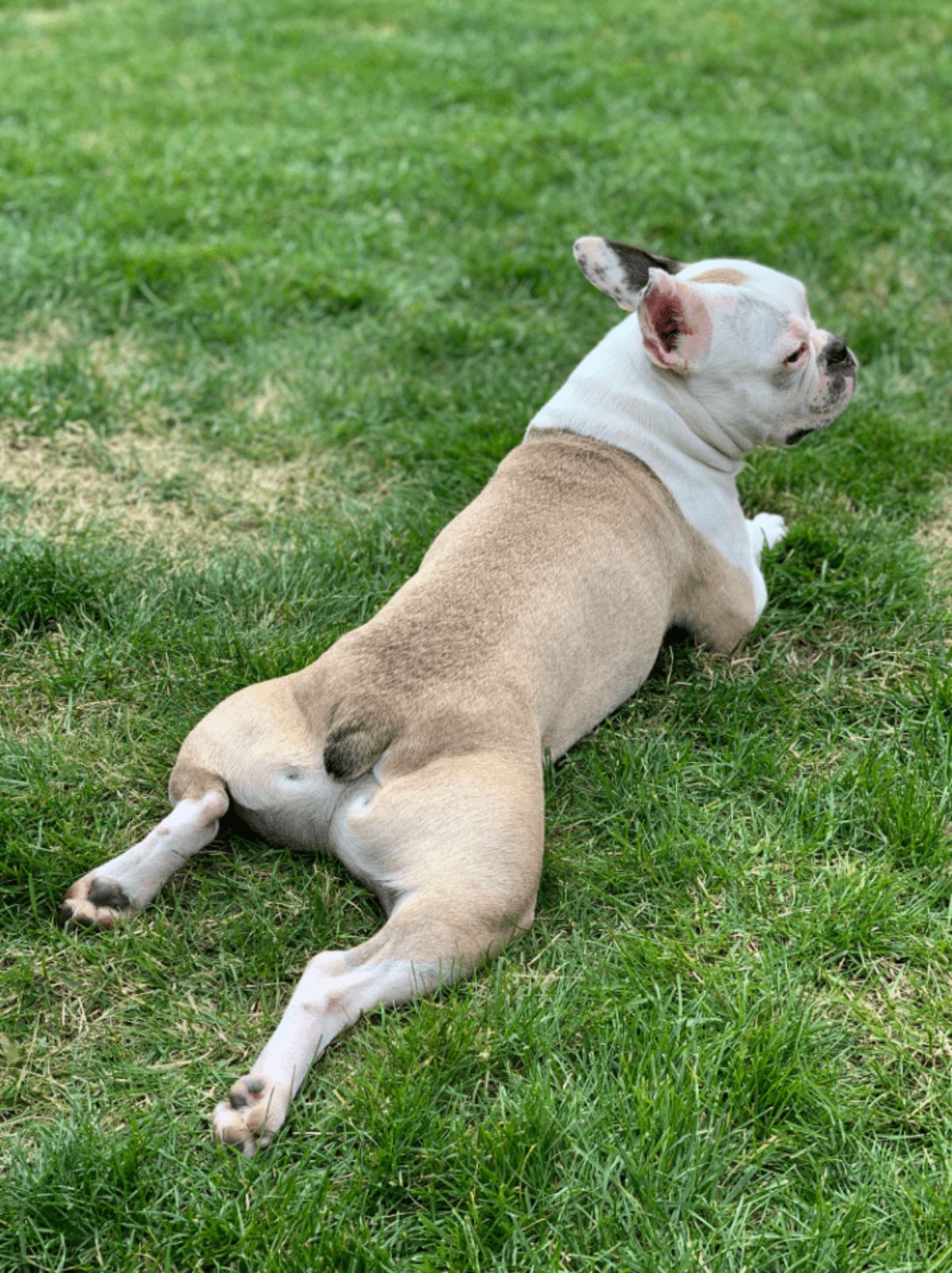 brown and white dog laying belly down on grass with the back legs stretched back