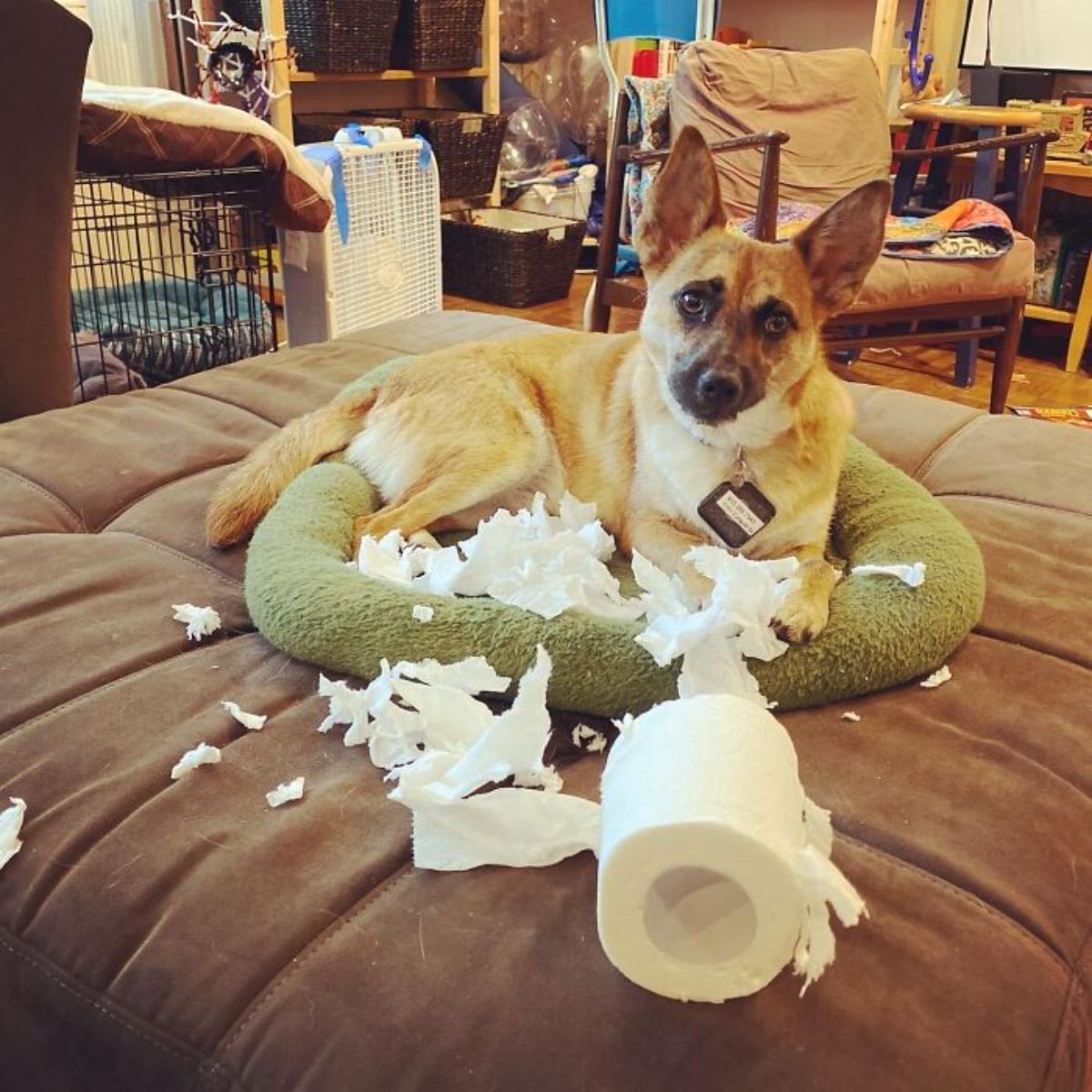 brown and white dog laying on a grey dog bed on a brown bed with a ripped up roll of toilet paper