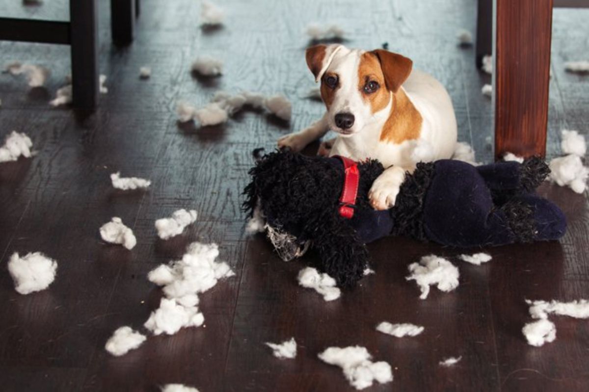 brown and white dog laying on a ripped up black stuffed toy dog