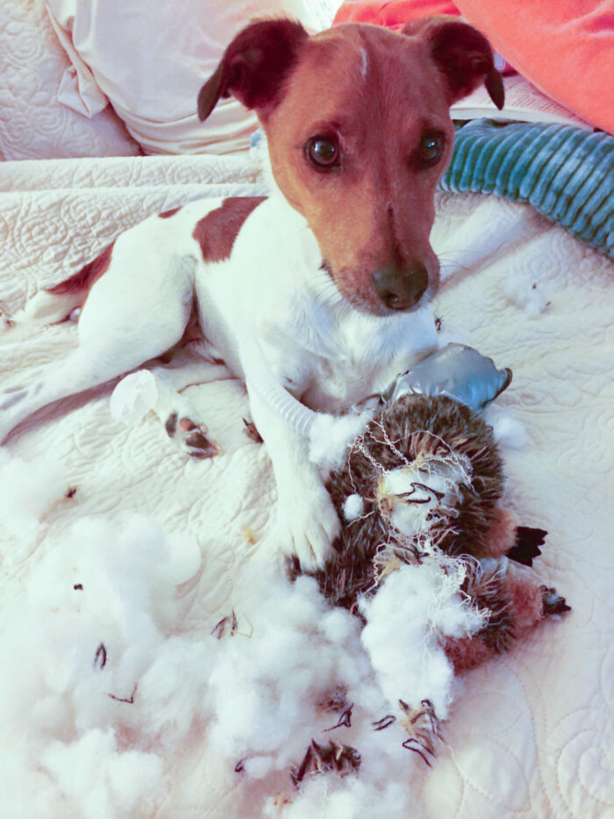 brown and white dog laying on a white bed with a ripped up toy and white stuffing