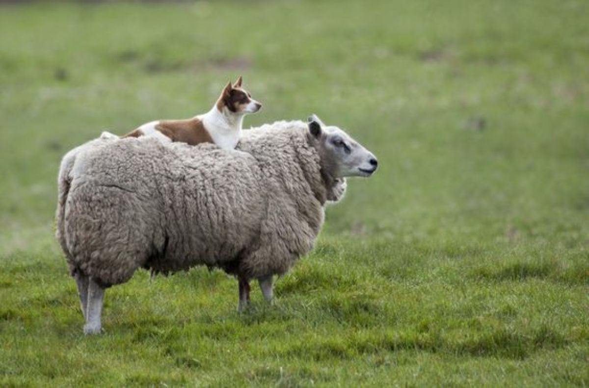 brown and white dog laying on the back of a woolly sheep