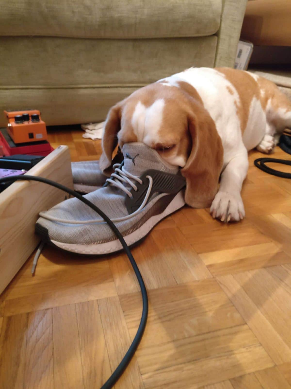 brown and white dog laying on the floor with the nose inside a grey and white sneaker