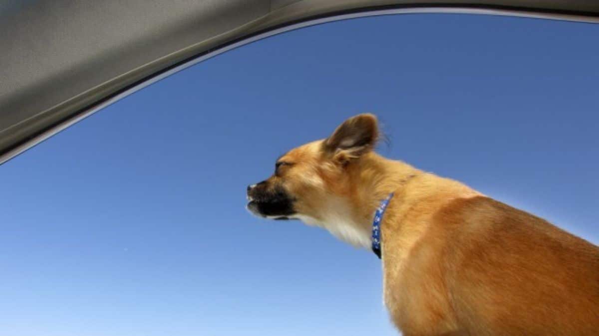 brown and white dog leaning out of a car window closing the eyes against the wind