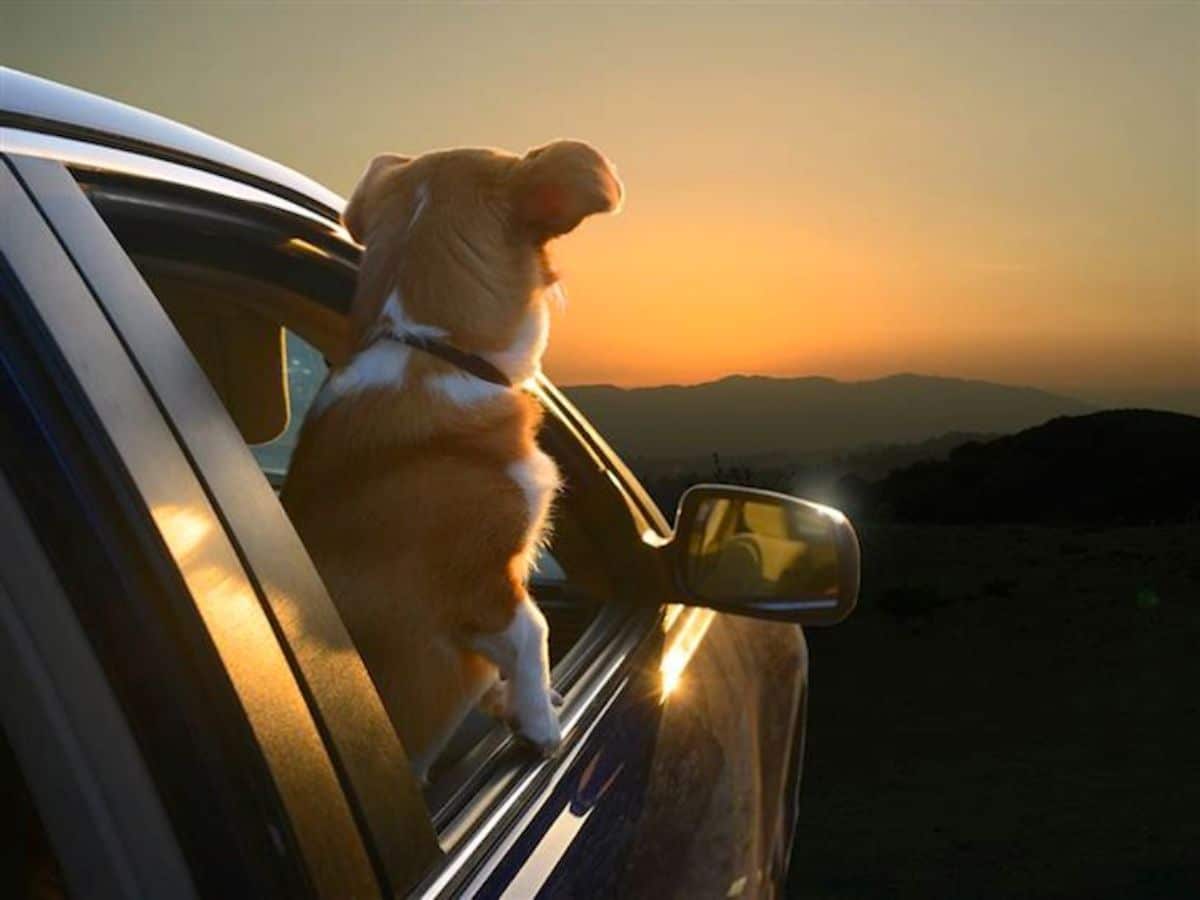 brown and white dog leaning out of a car window looking at the sunset