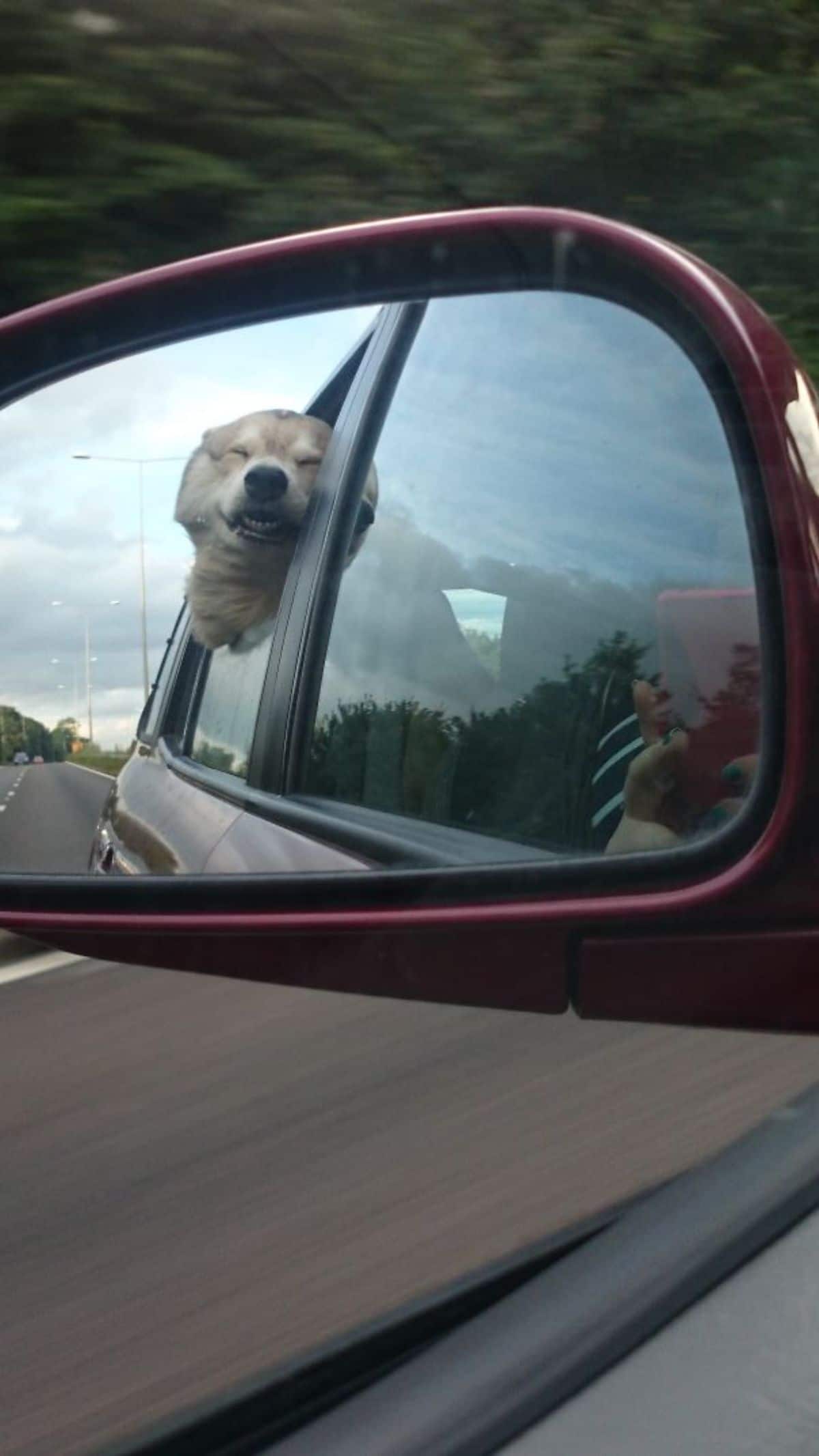 brown and white dog leaning out of a car window with the eyes closed against the wind seen through a side mirror