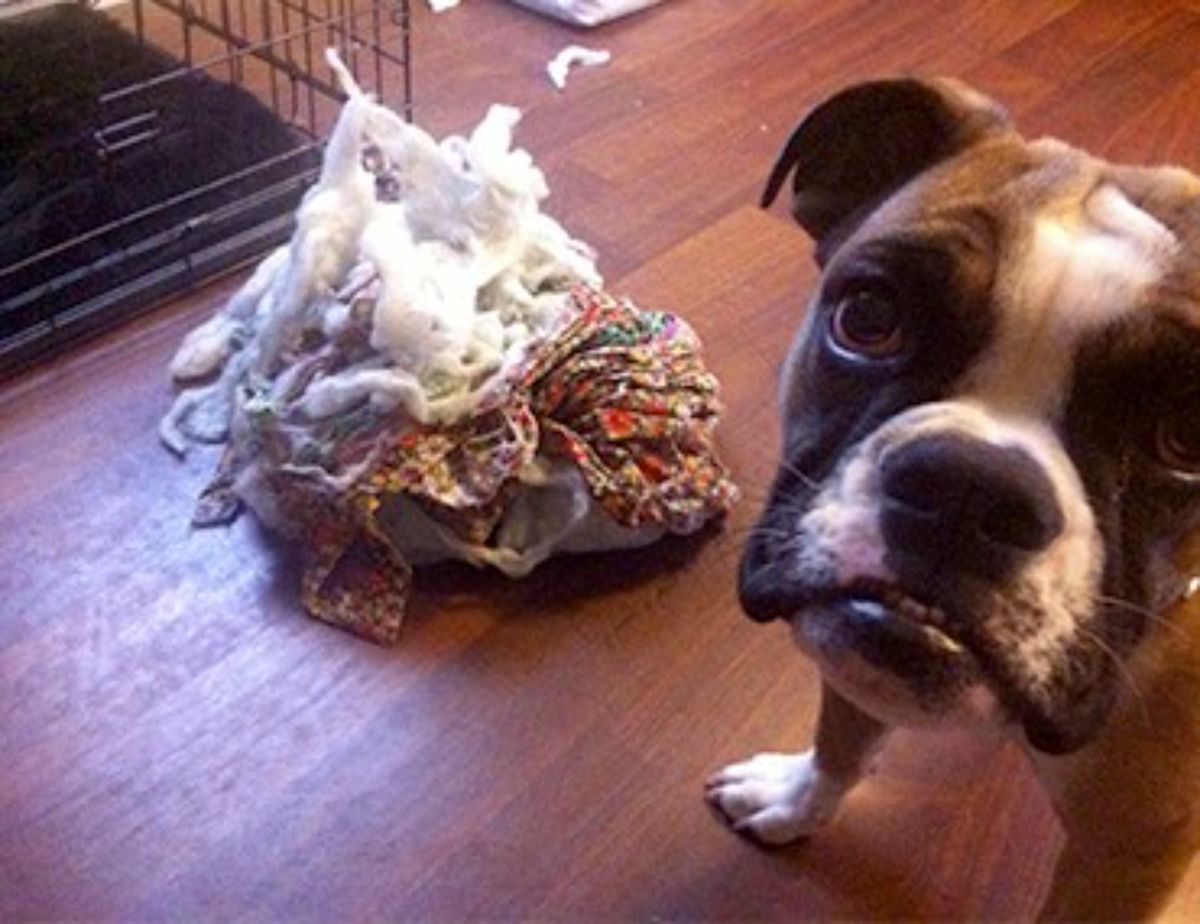 brown and white dog next to a ripped up dog bed