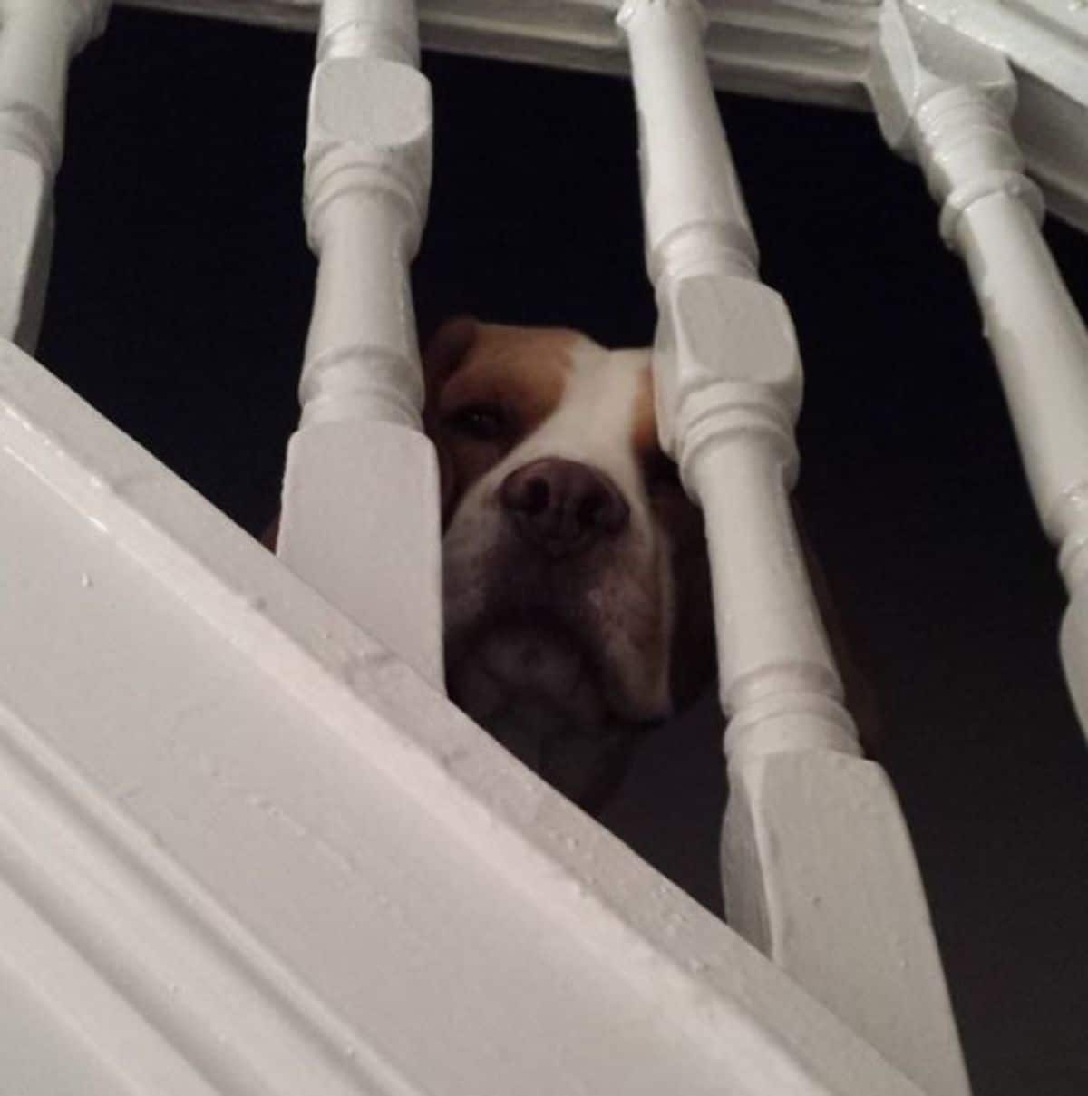 brown and white dog peeking through the white railings of a staircase