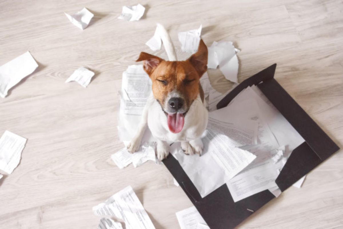 brown and white dog sitting amid ripped up papers from a black file