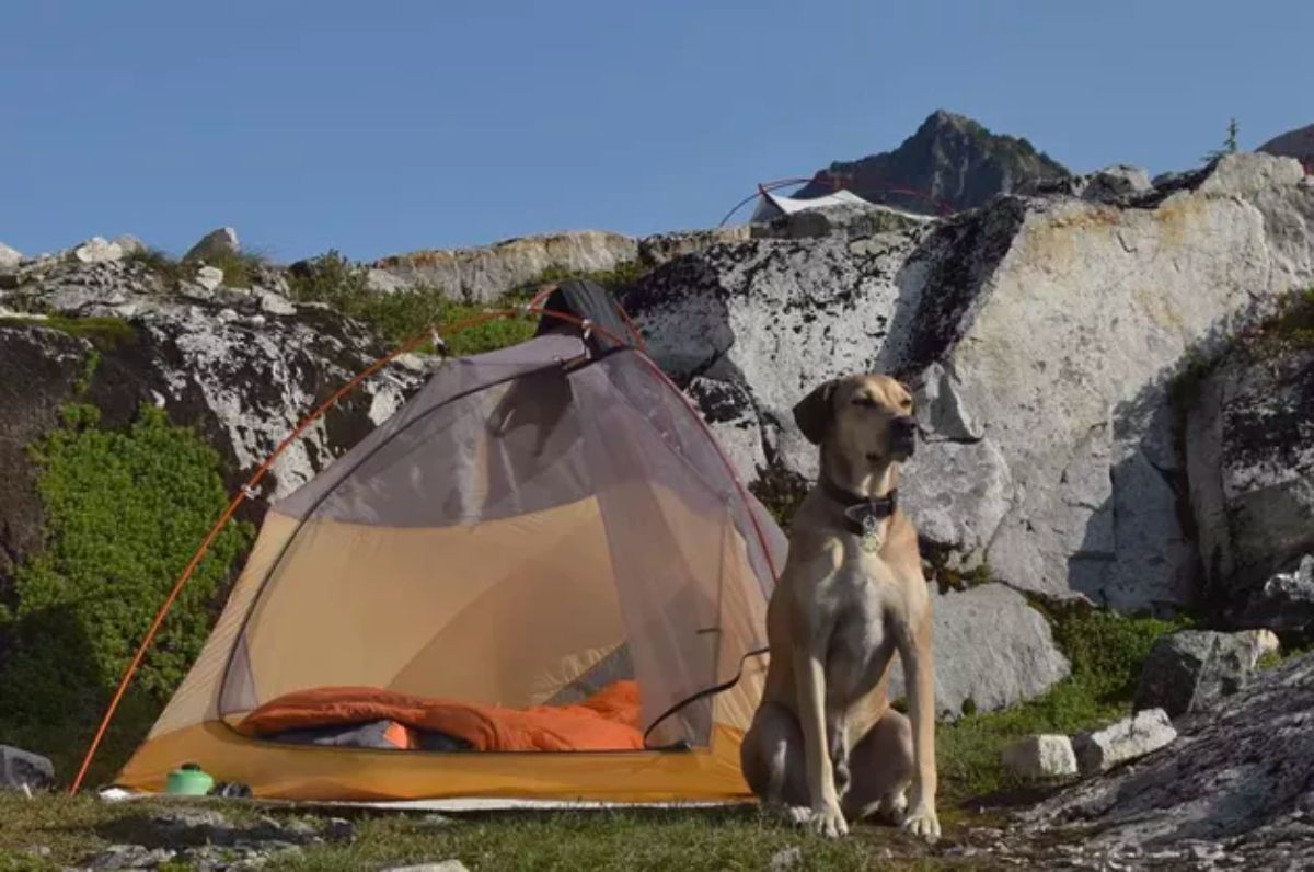 brown and white dog sitting in front of a camping tent in front of some large rocks