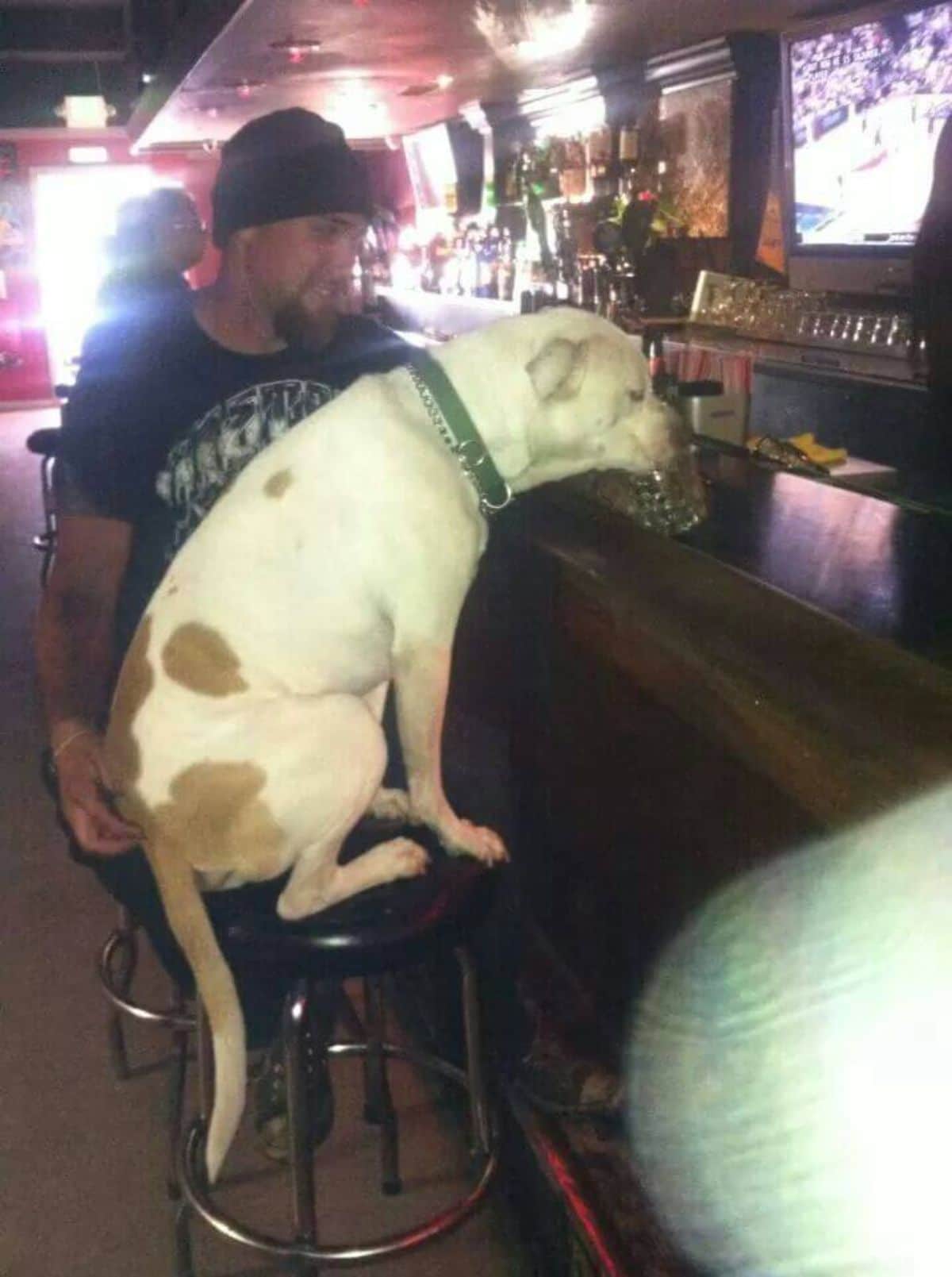 brown and white dog sitting on a black bar stool at a bar drinking out of a glass next to a man