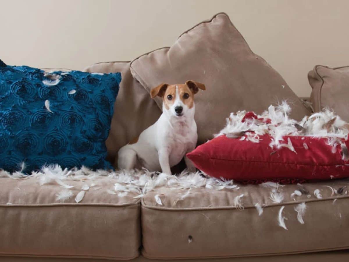 brown and white dog sitting on a brown sofa with a ripped up red cushion with feathers coming out