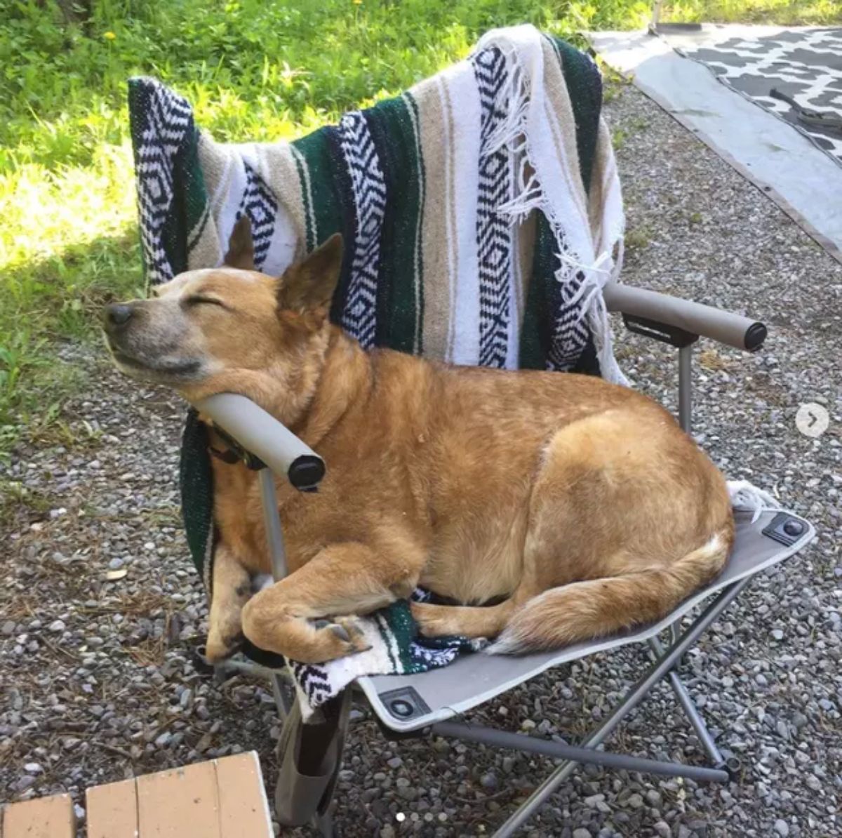 brown and white dog sitting on a grey camping chair with a black brown and white blanket on it