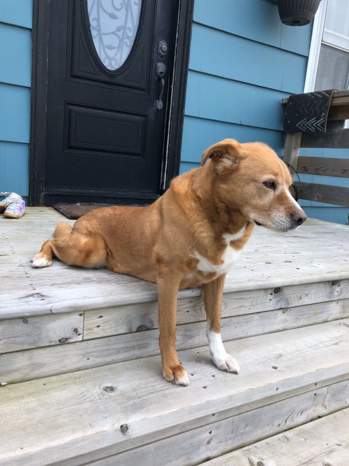 brown and white dog sitting on a top stair with the back legs splayed and the front legs on the next stair