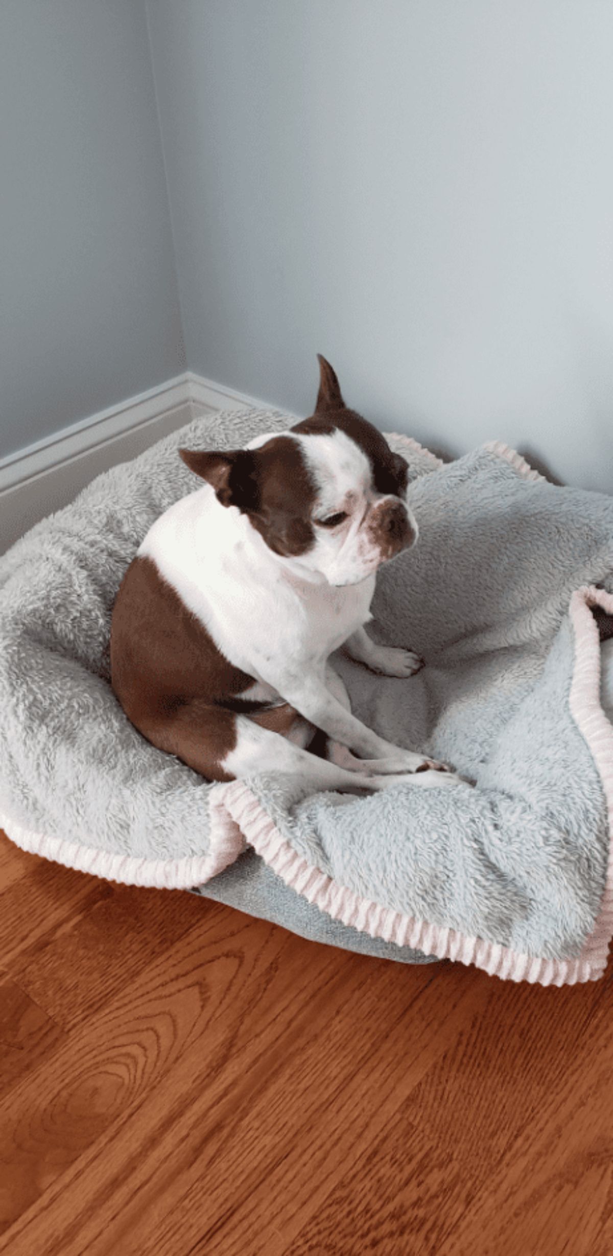 brown and white dog sitting on its haunches in a grey dog bed
