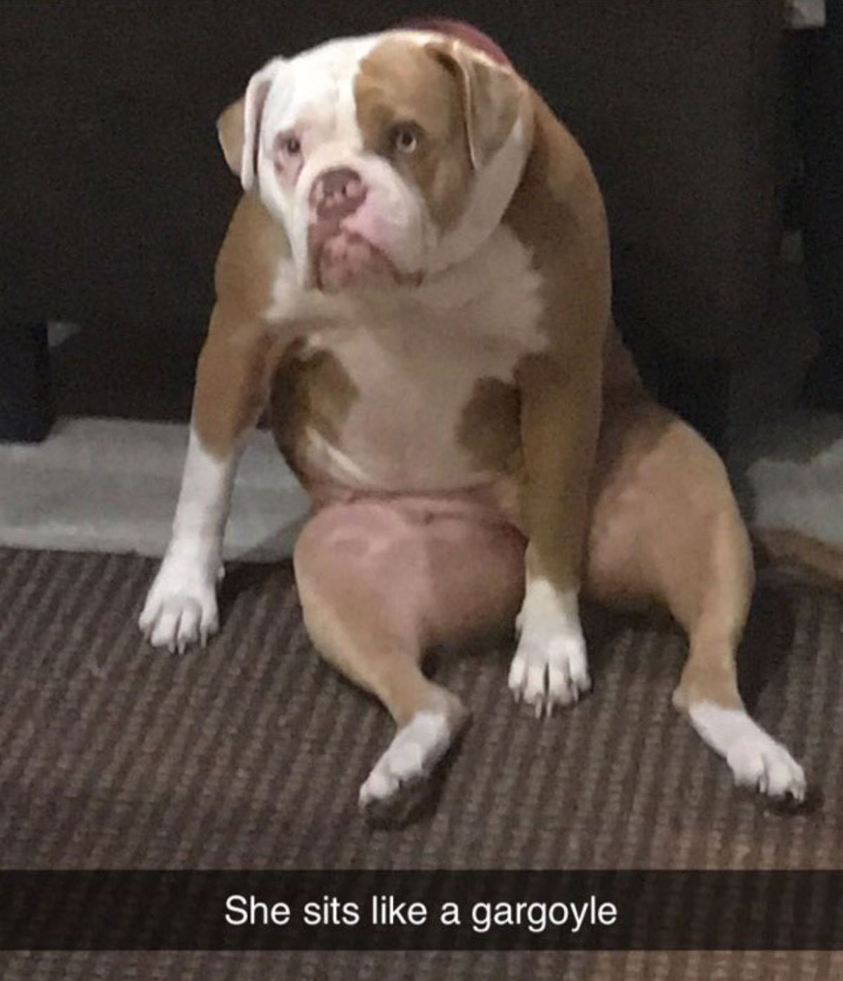 brown and white dog sitting up on its haunches with a caption that says She sits like a gargoyle