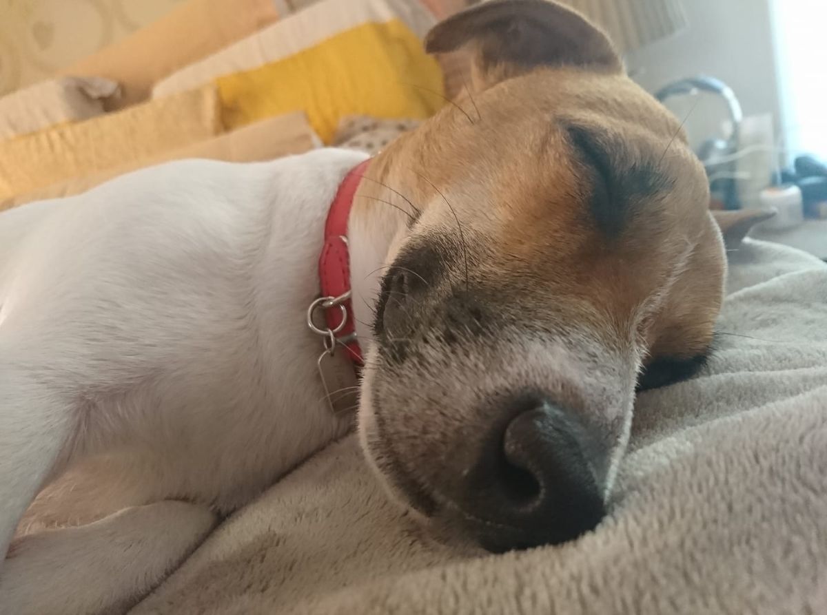 brown and white dog sleeping sideways